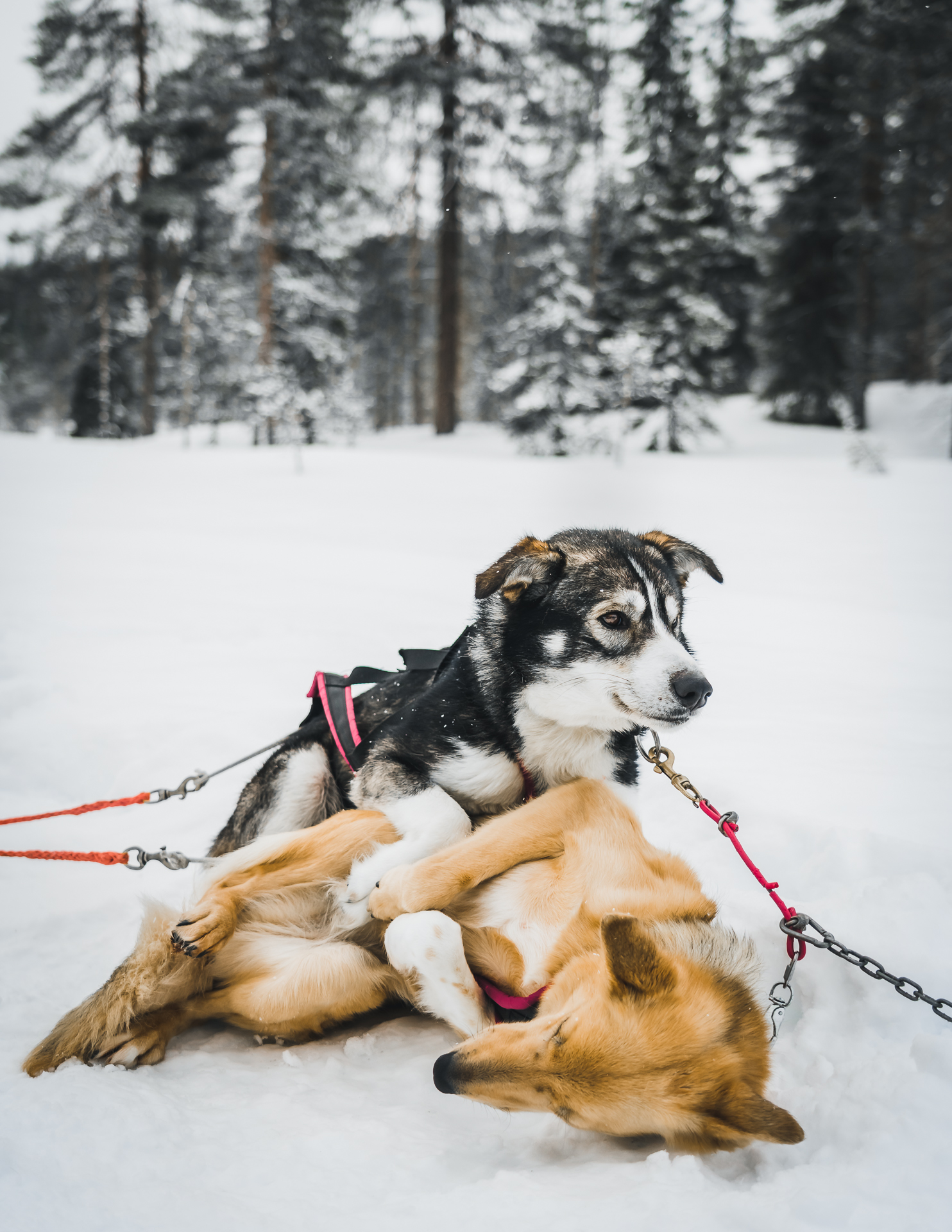Huskys