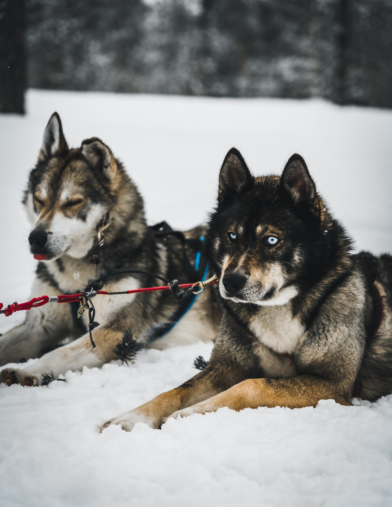 Huskys