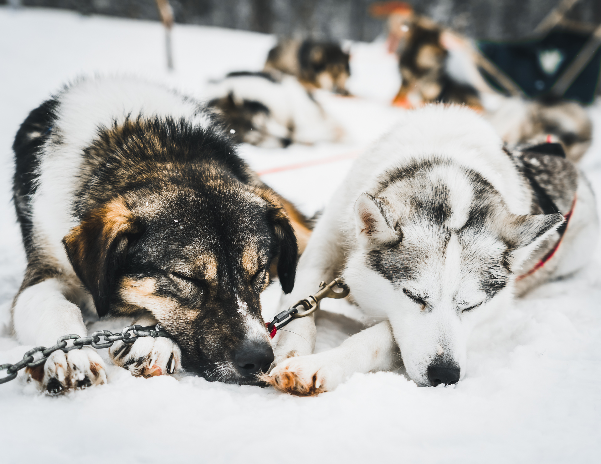Huskys