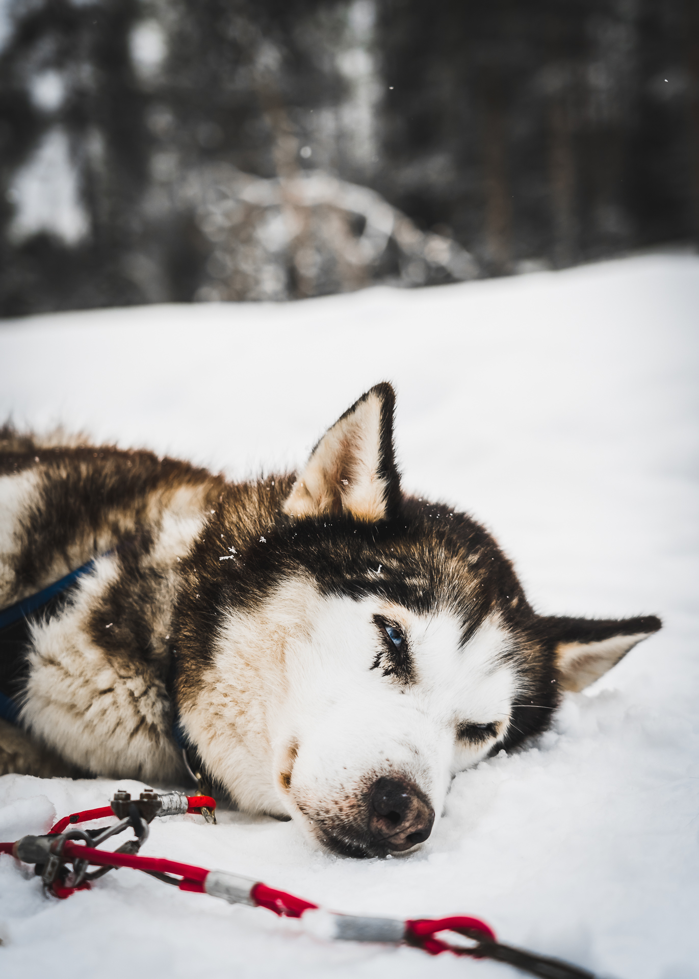 Huskys