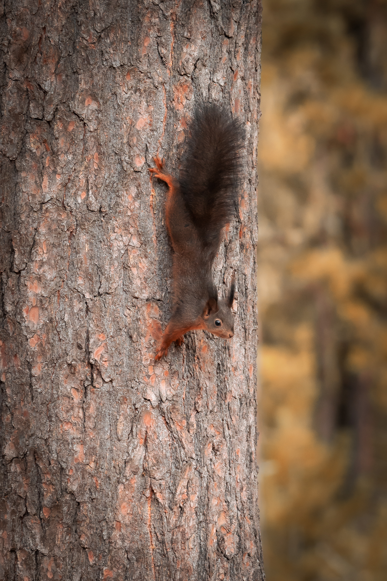 Eichhörnchen