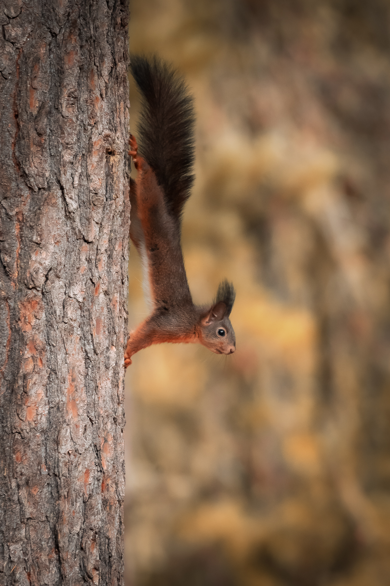 Eichhörnchen