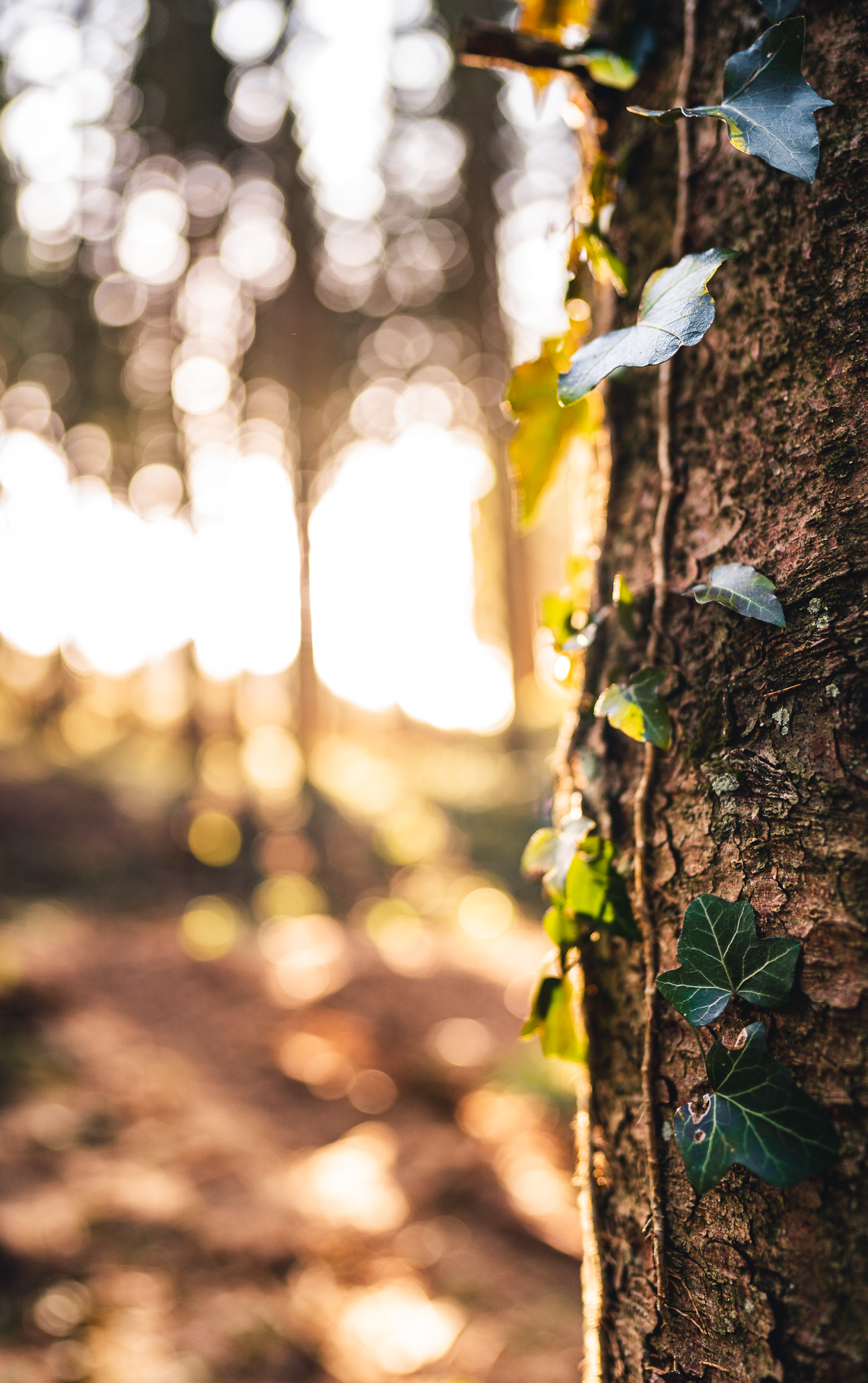 Wald