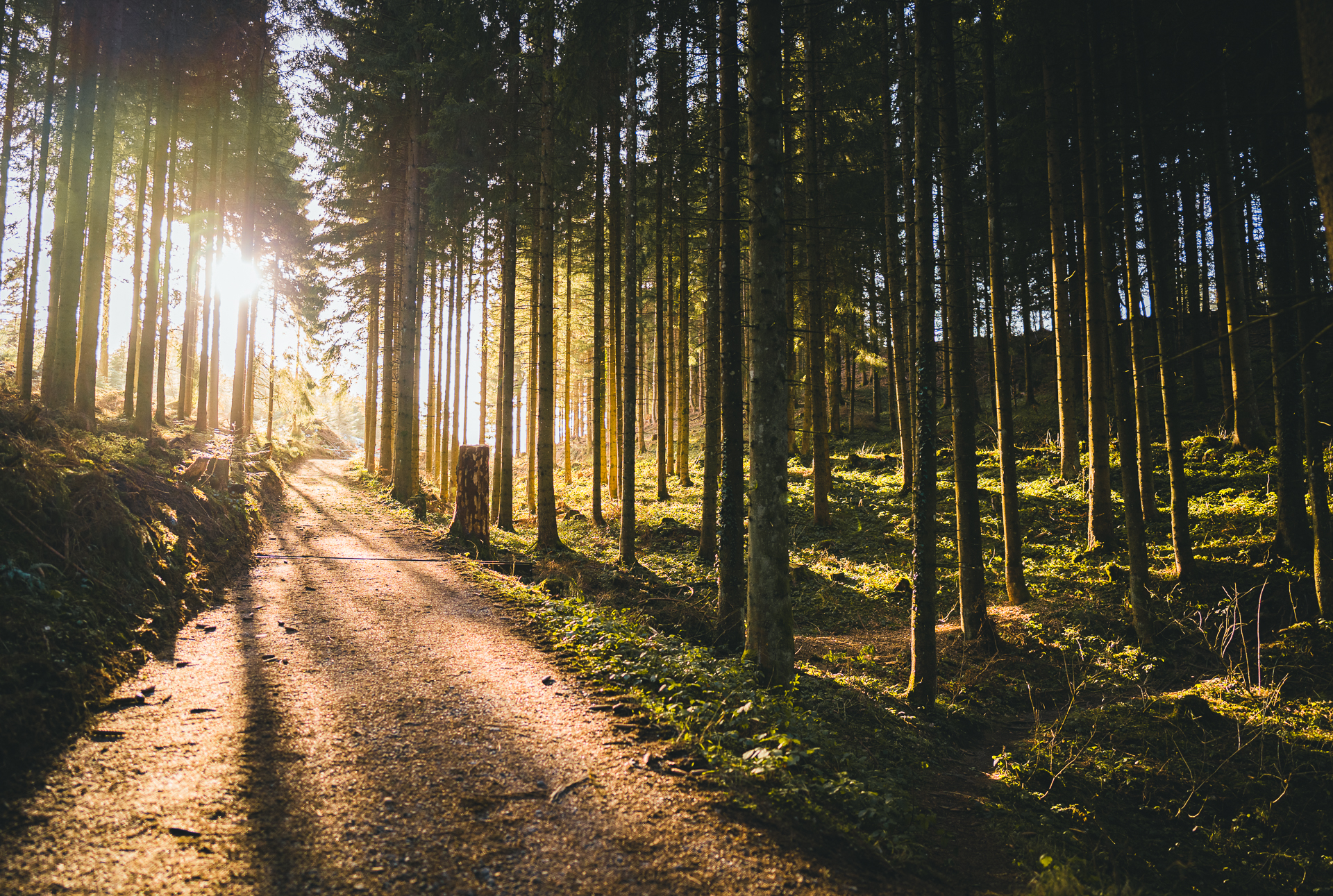 Wald